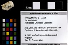 Foto (Objekt + Etiketten) von Decapoda indet. 